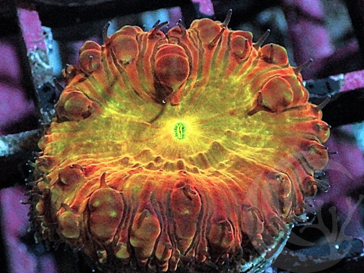 Blastomussa wellsi