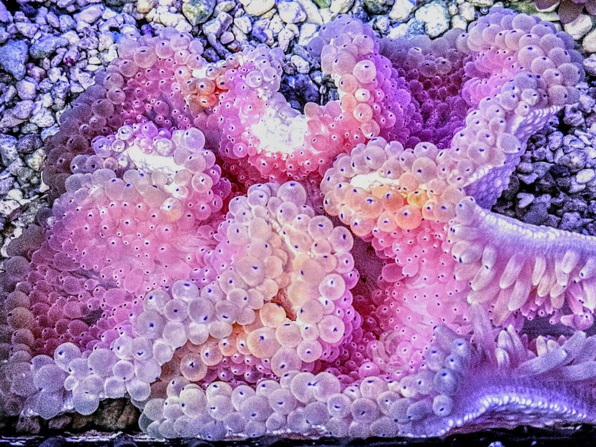 Hot Pink Heteractis crispa Anemone