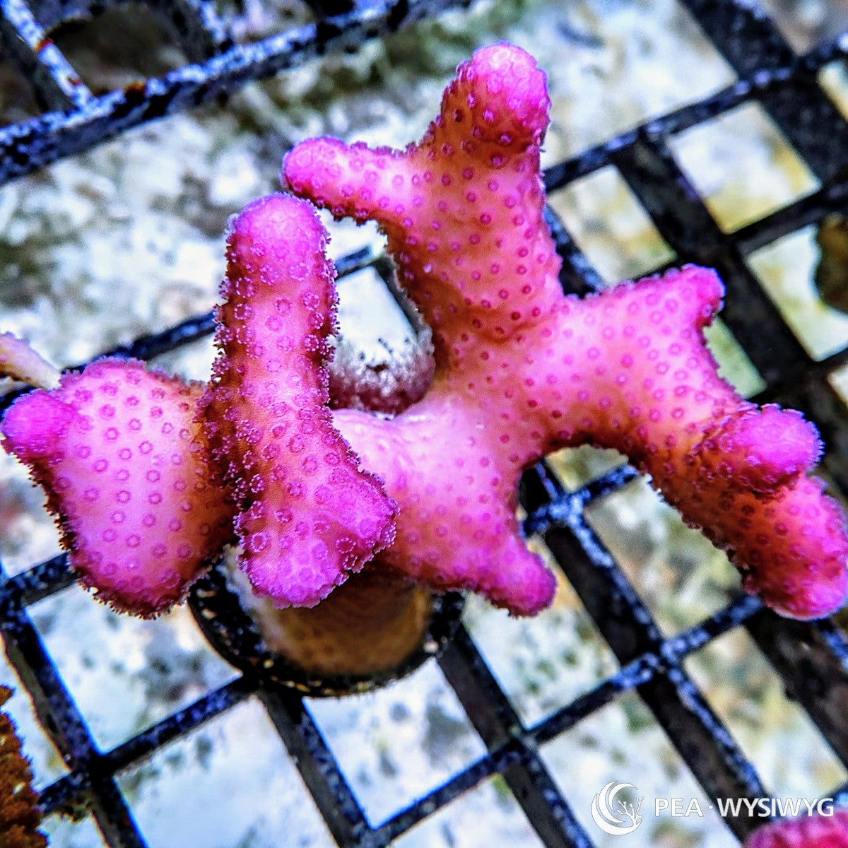 Hot Pink Stylophora Coral Frag