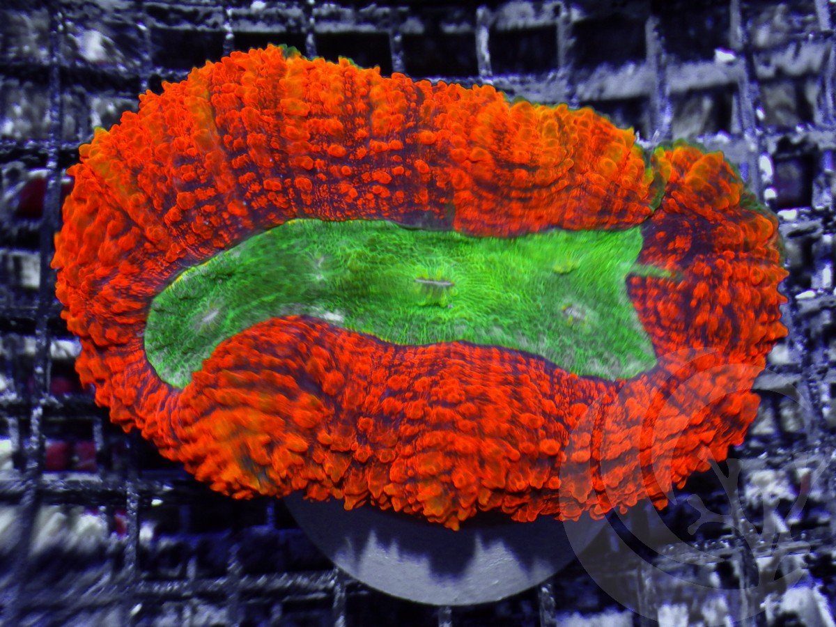 Lobophyllia radians