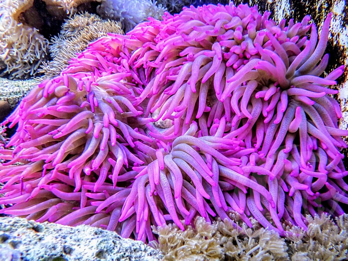 Radianthus magnifica