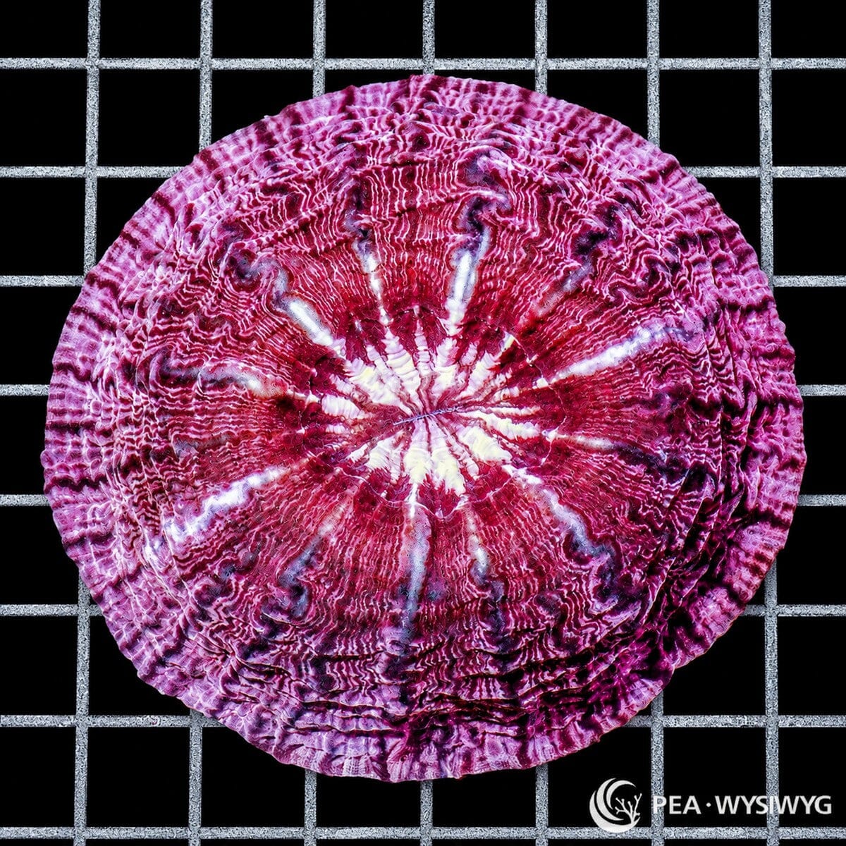 Red Purple Indophyllia Coral Colony