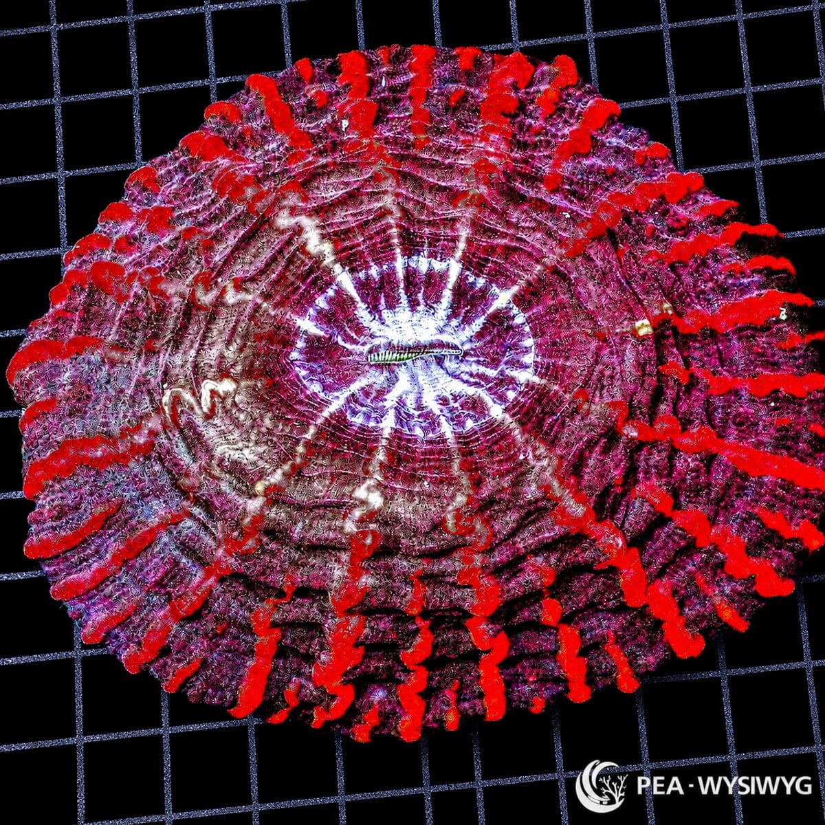 Red Striped Indophyllia Coral Colony