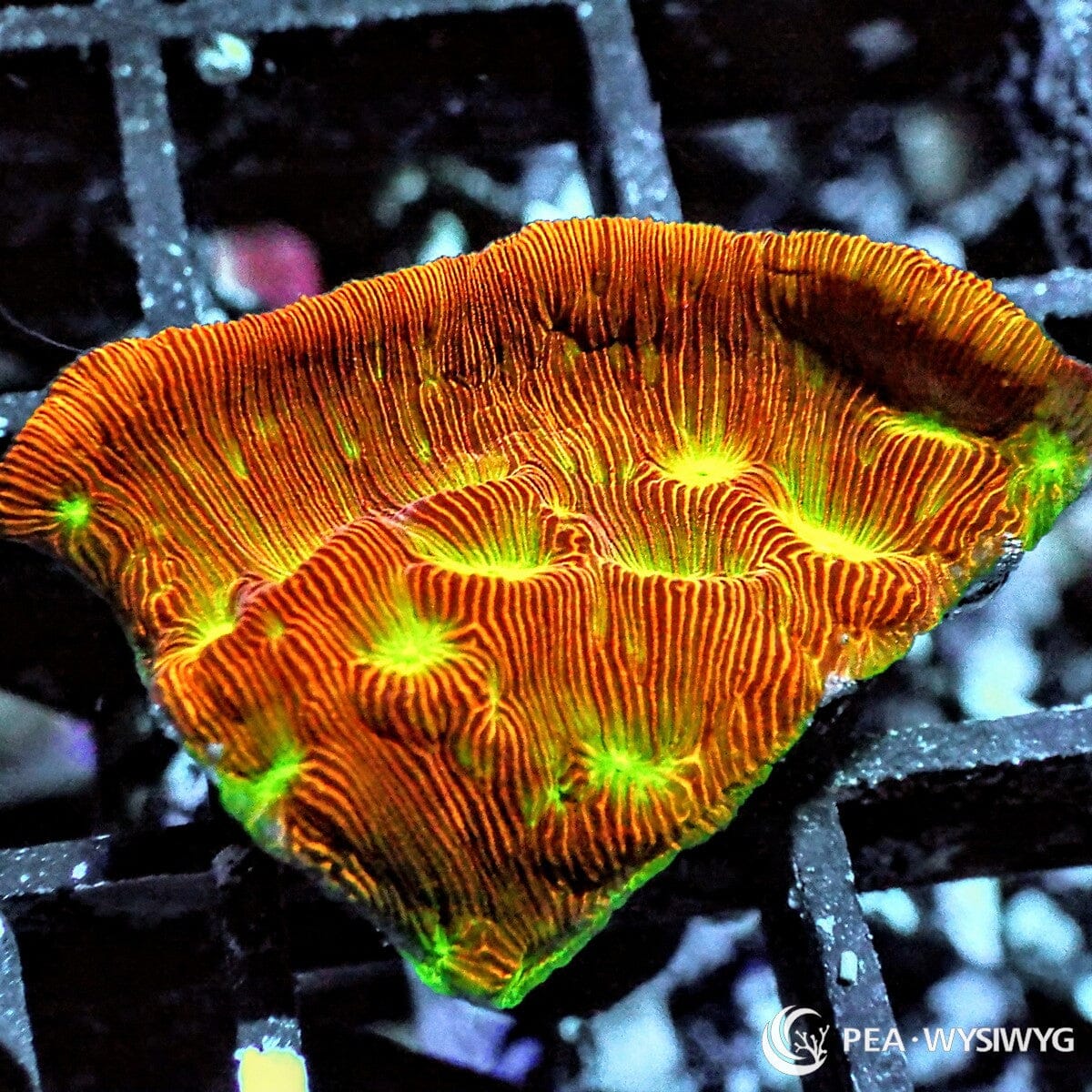 Jack-O-Lantern Leptoseris Coral