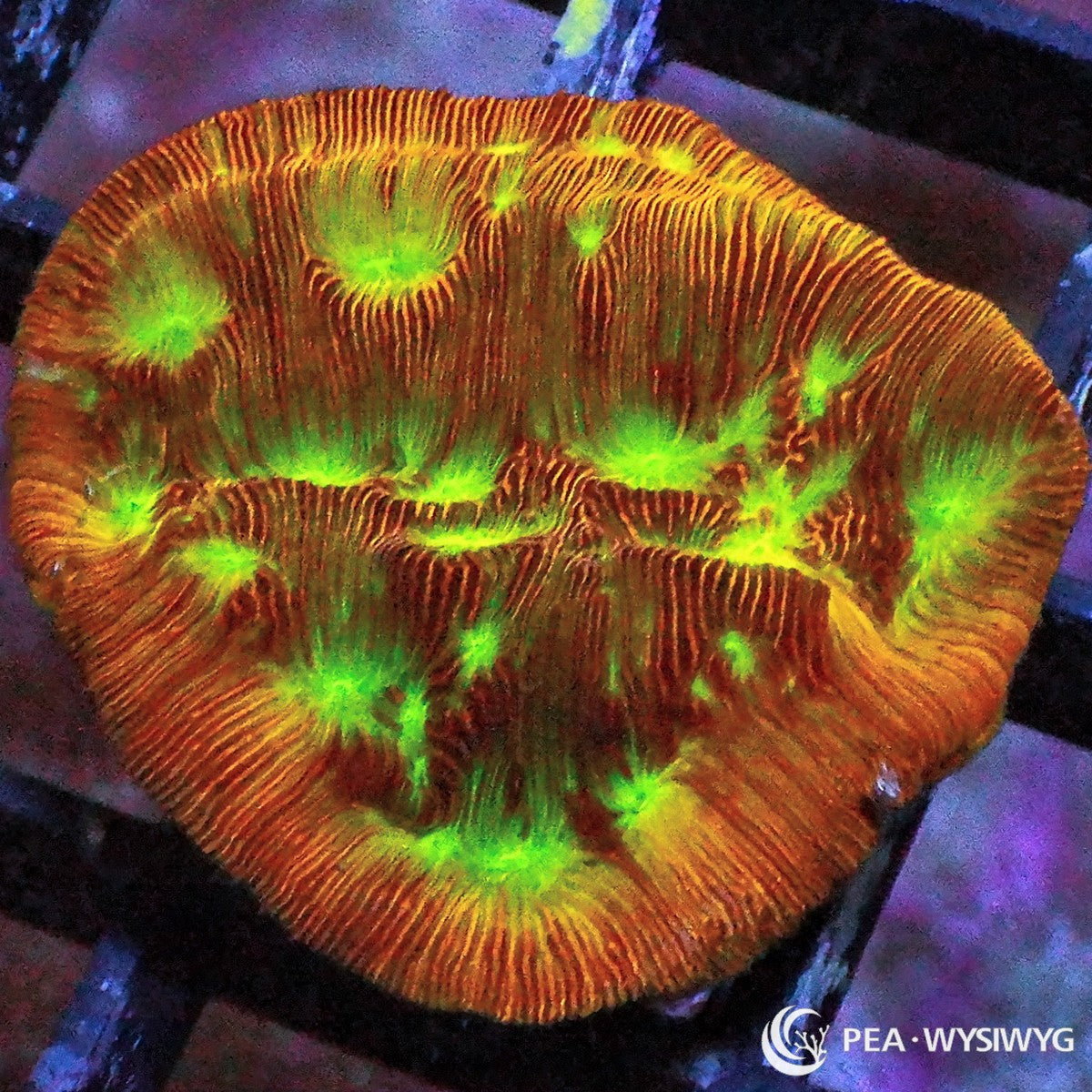 Jack O Lantern Leptoseris Coral Frag