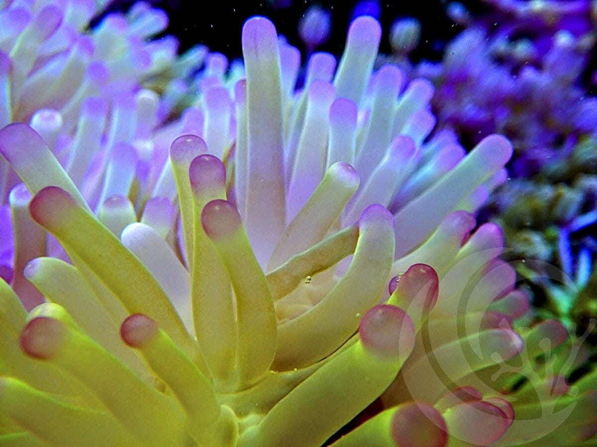 Radianthus magnifica