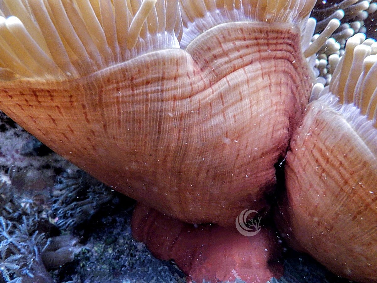 Radianthus magnifica
