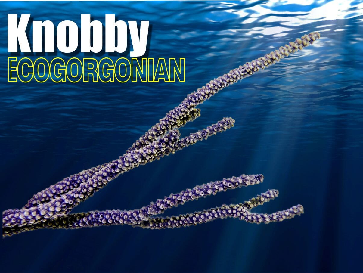 Knobby Photosynthetic Gorgonian - Eunicea sp.