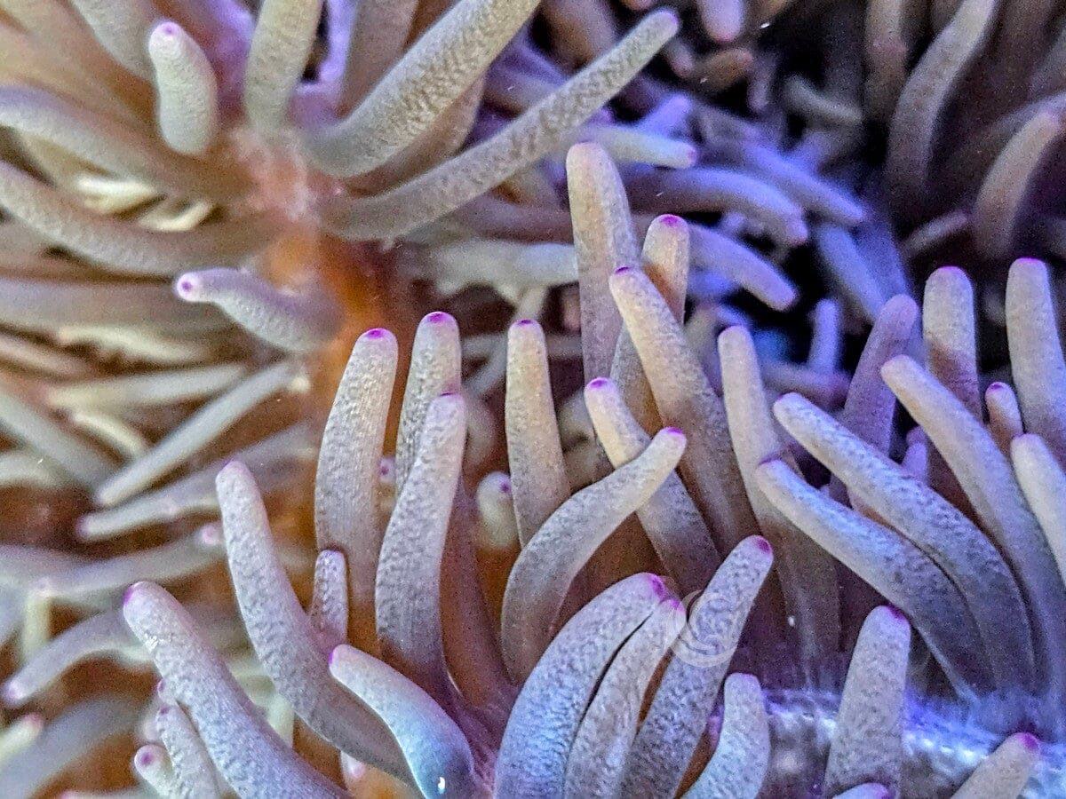X-Large Pink tip Heteractis crispa WYSIWYG