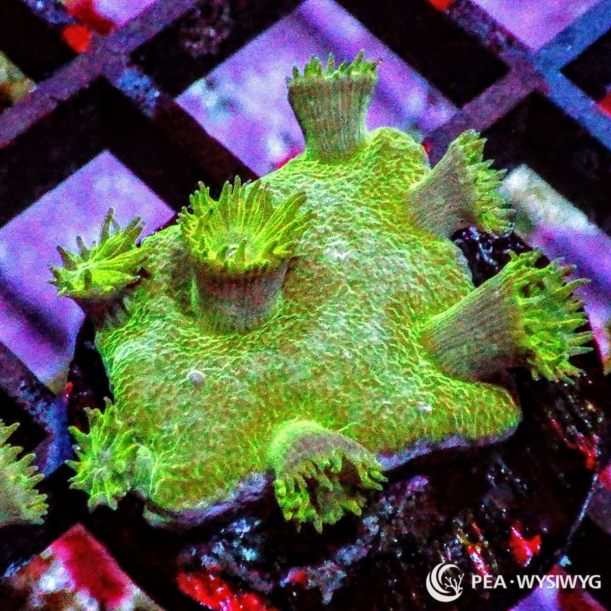 Large Polyp Pagoda Cup Turbinaria