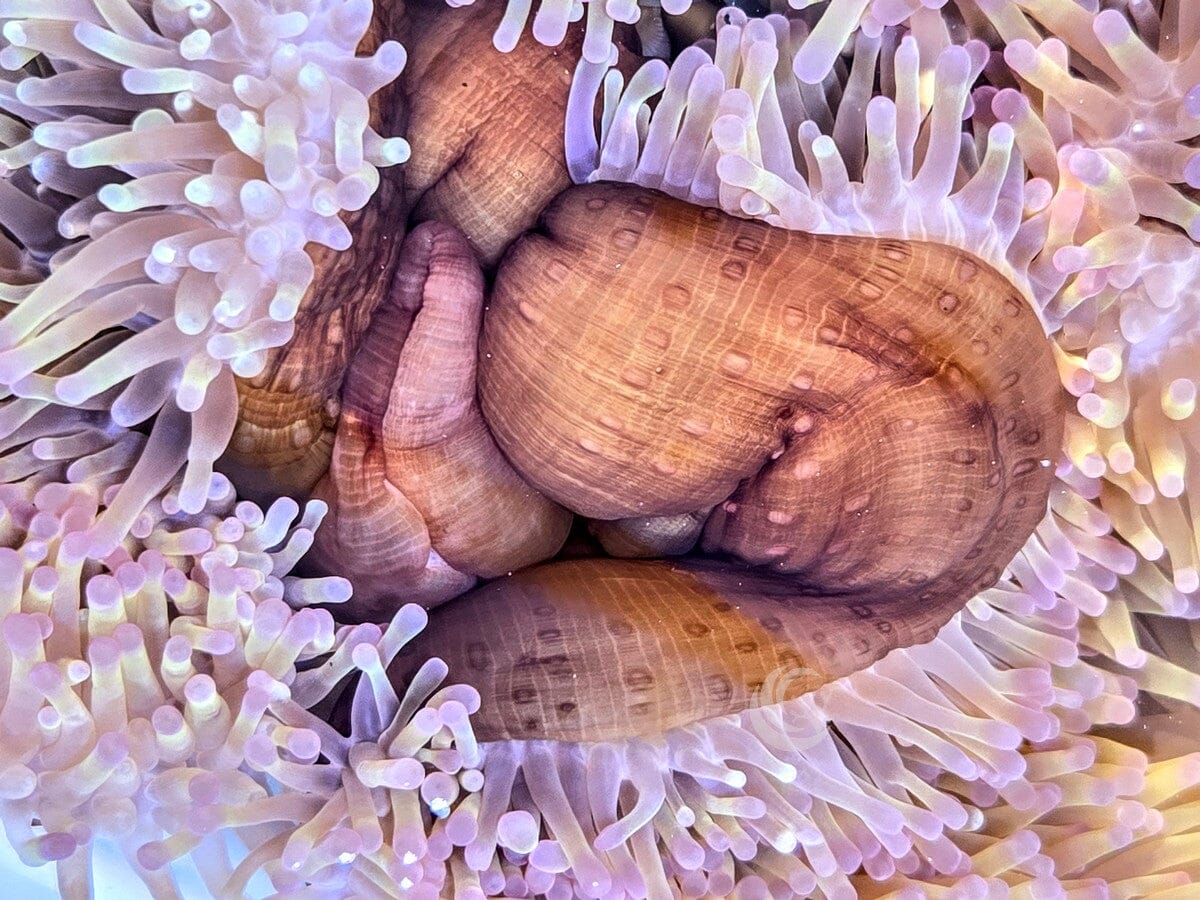 Radianthus magnifica