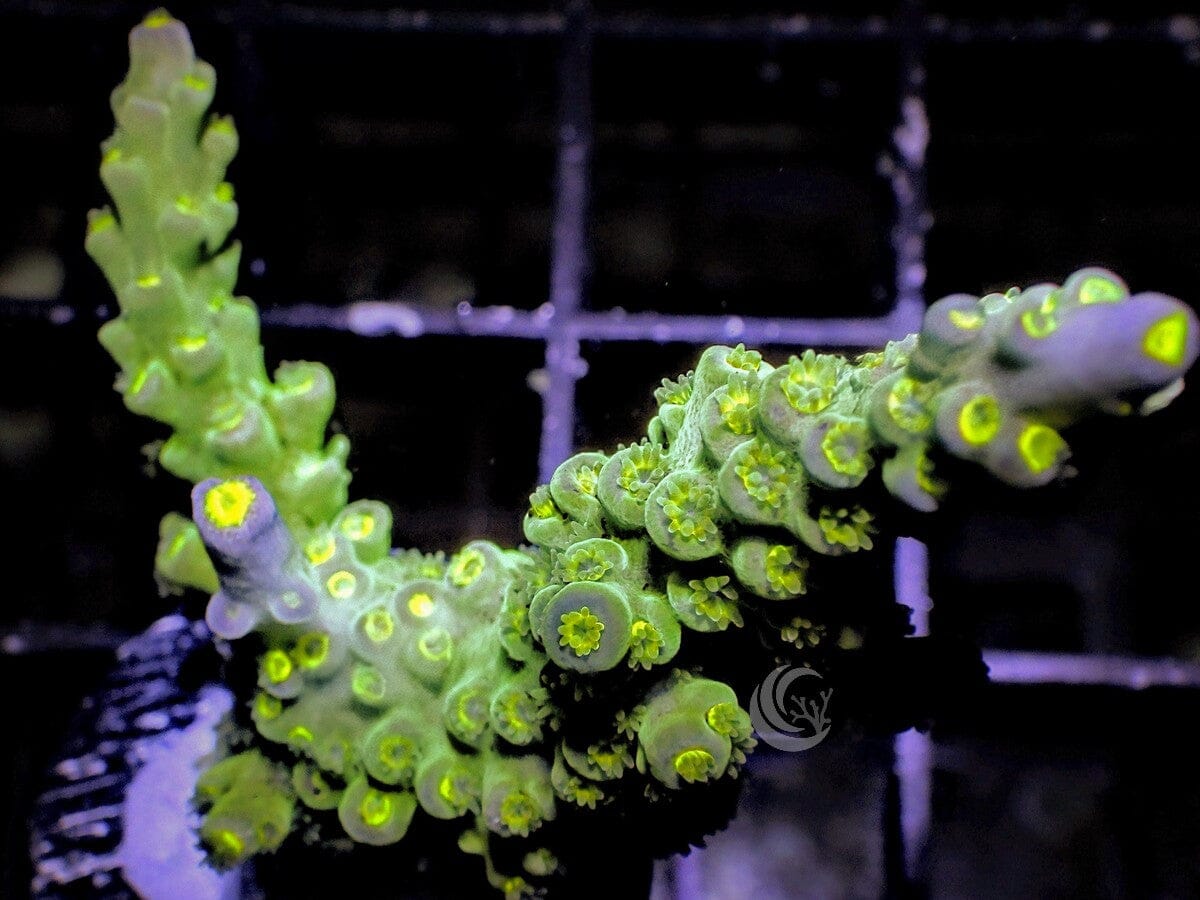Acropora tenuis