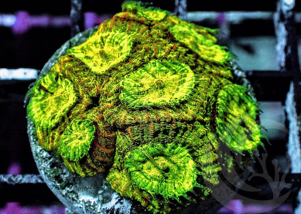 Goniastrea edwardsi