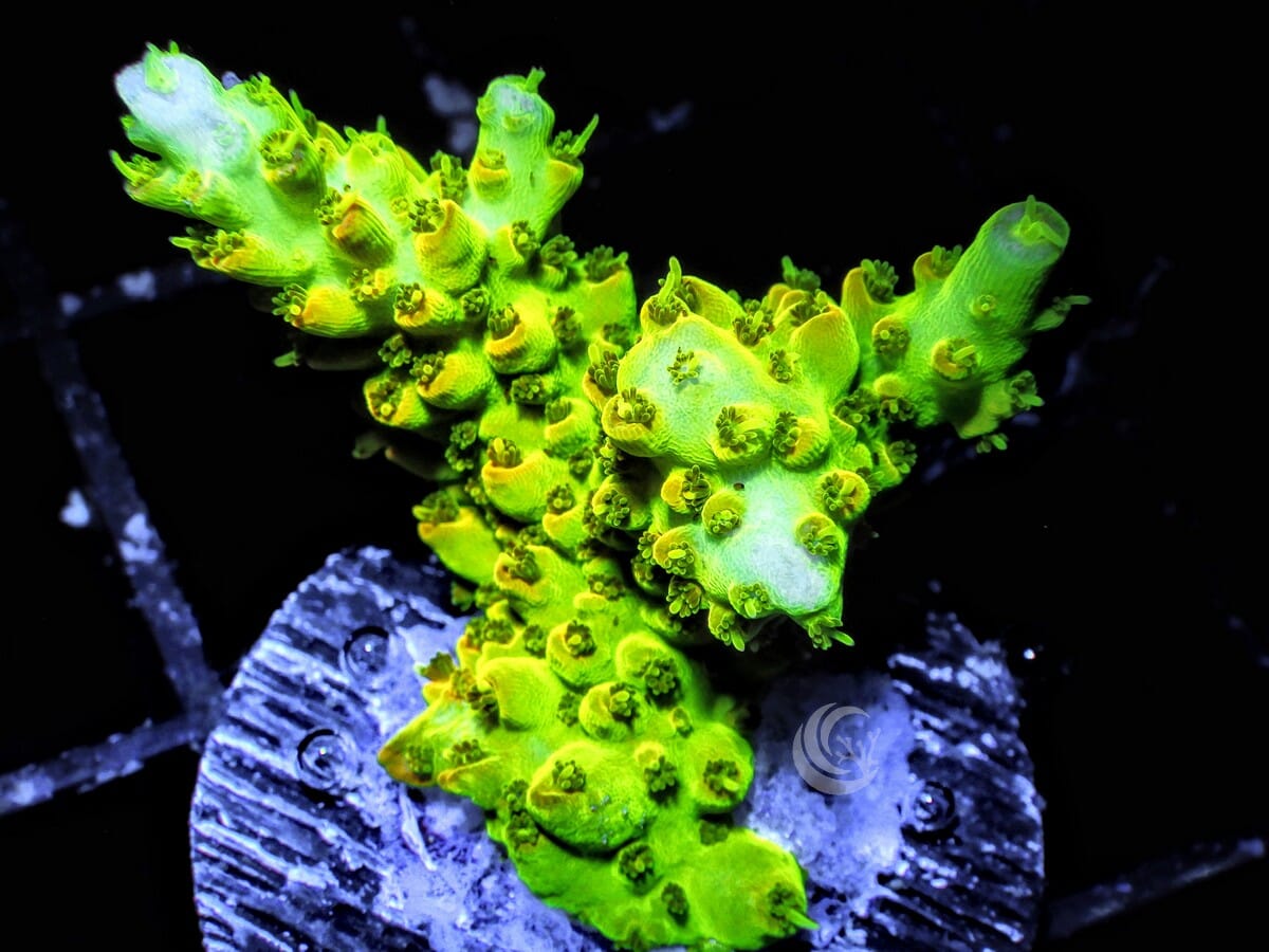 Acropora cervicornis