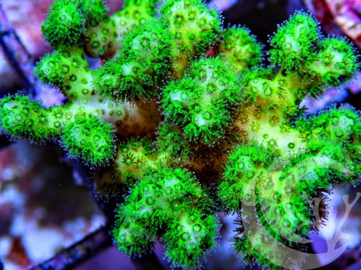 Pocillopora damicornis