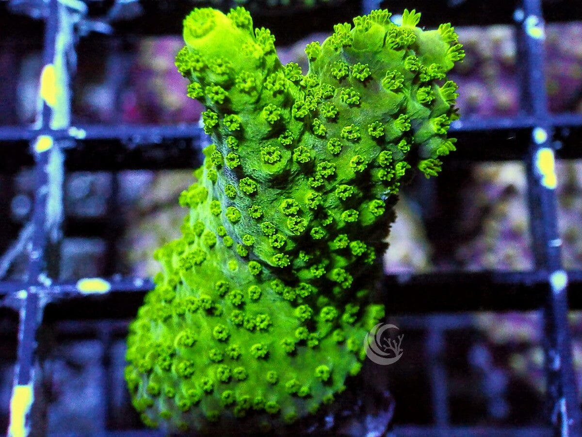 Acropora cervicornis