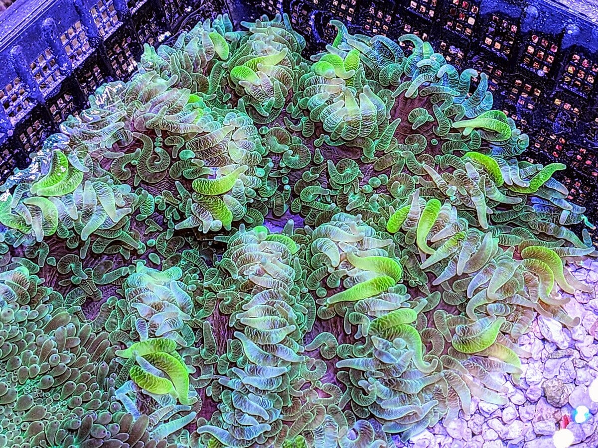 Lime tip Heteractis crispa Anemone - WYSIWYG