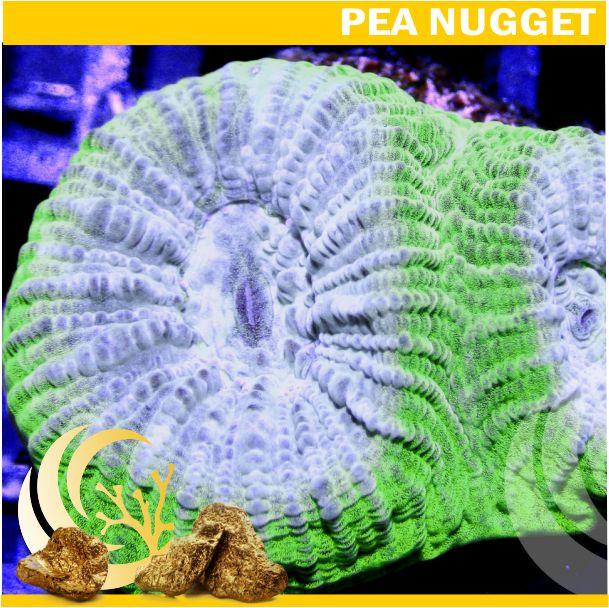Loyalty Product: Bicolor Pastel Goniastrea