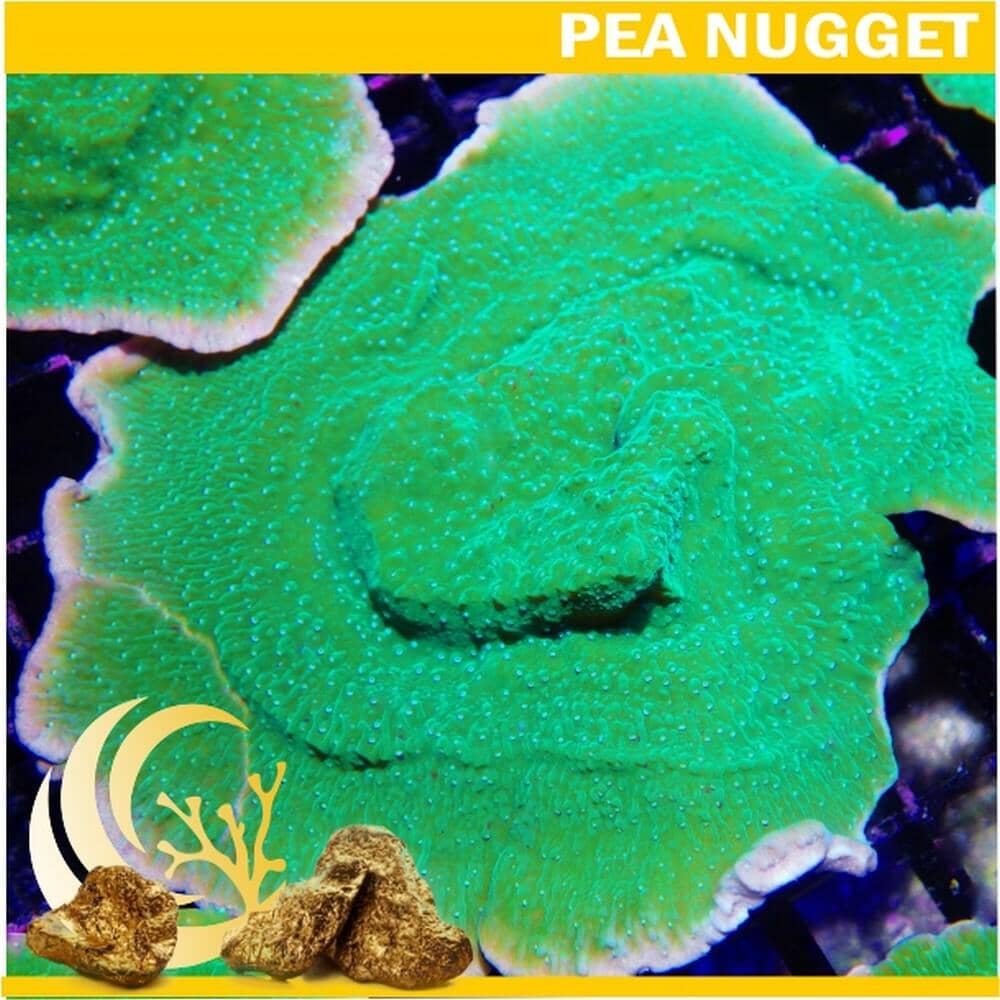 Montipora capricornis