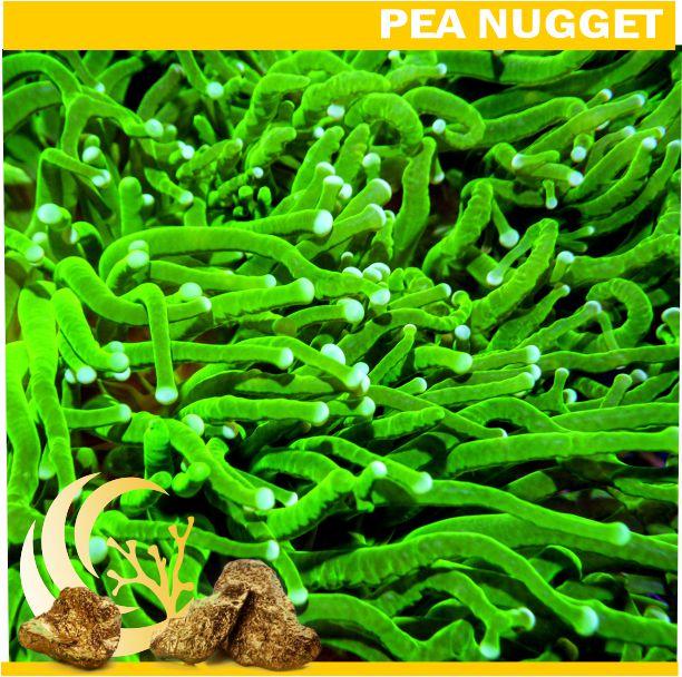 Loyalty Product: Long Tentacle Torch Frags