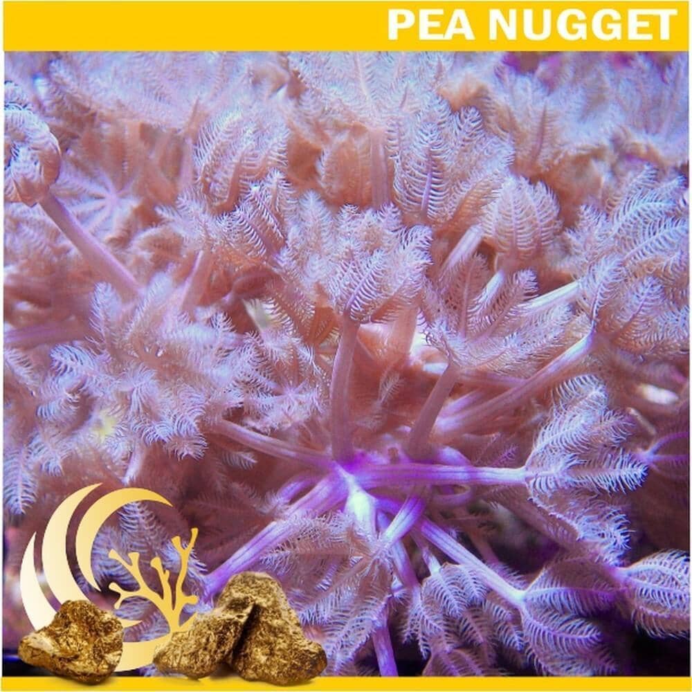 Xenia umbellata