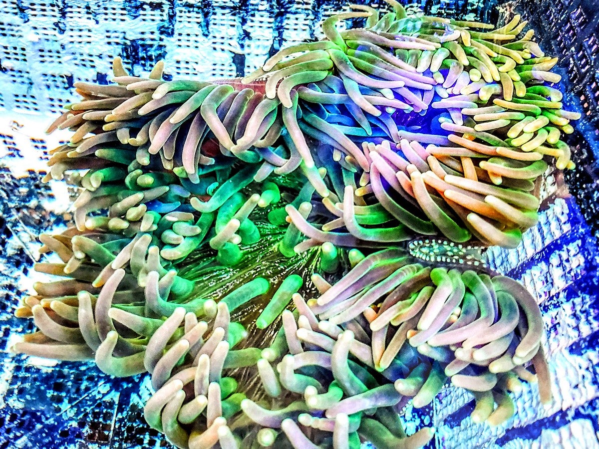 Macrodactyla doreensis Anemone - WYSIWYG