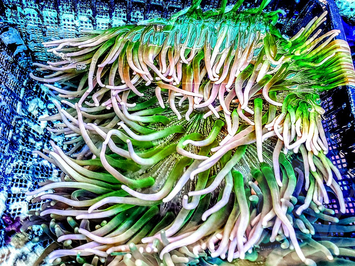 Macrodactyla doreensis Anemone - WYSIWYG