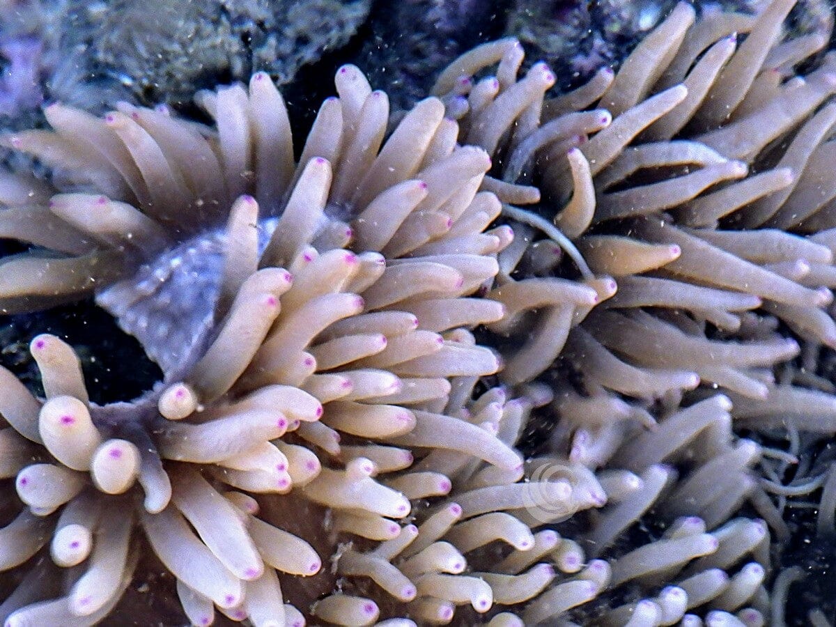 Magenta tip Heteractis crispa Anemone