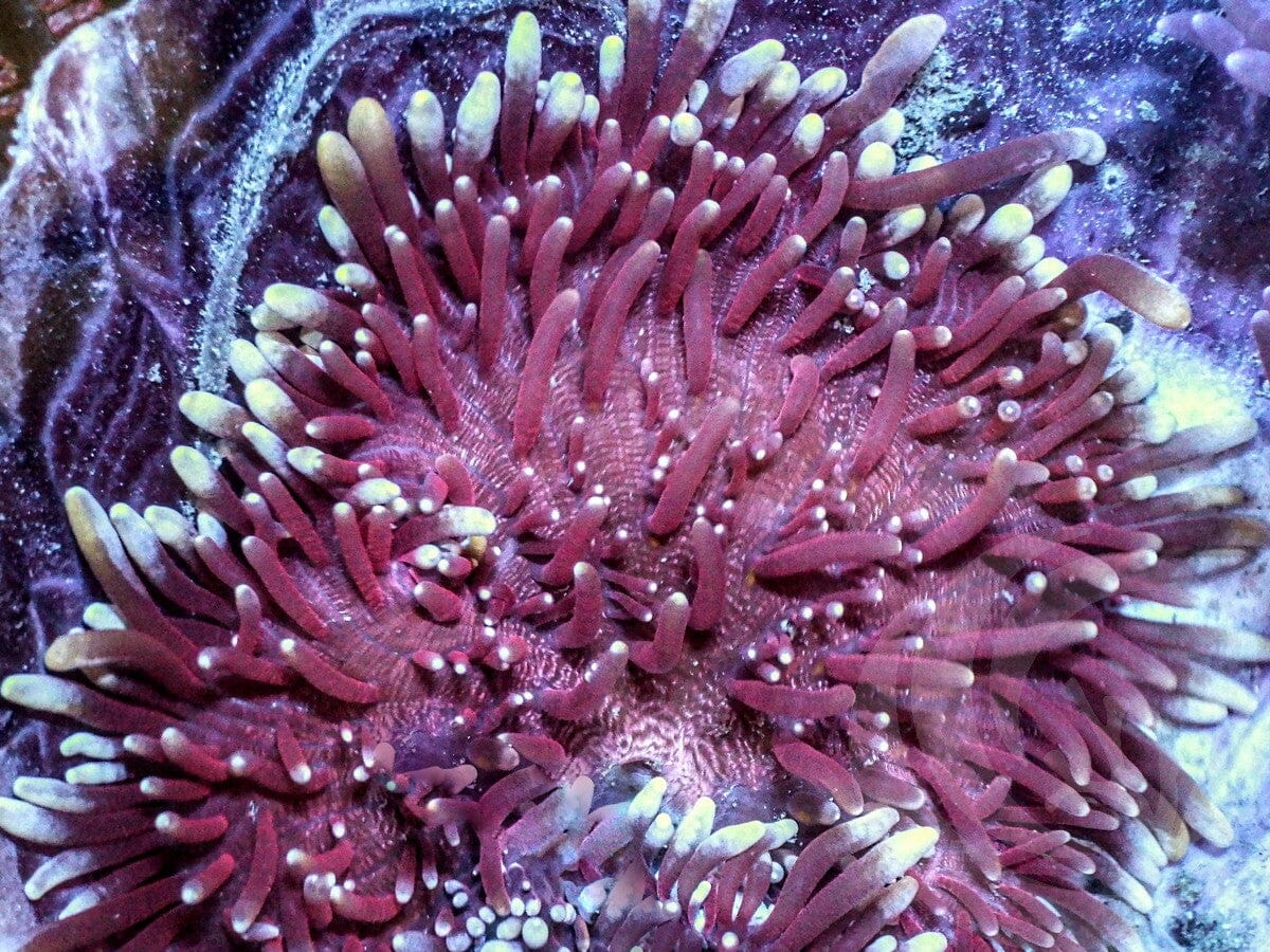 Maroon-Purple Heteractis crispa Anemone
