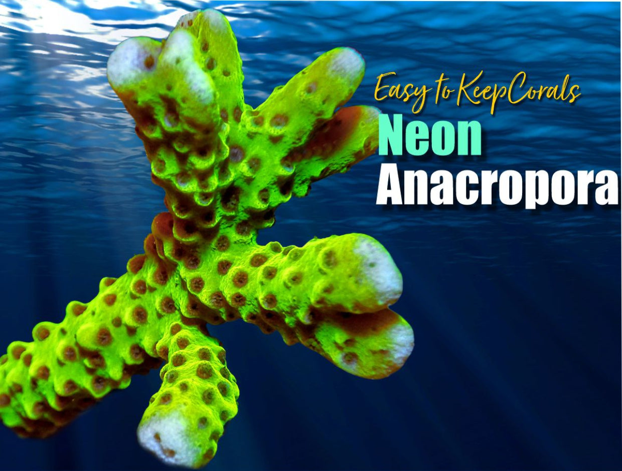 Anacropora