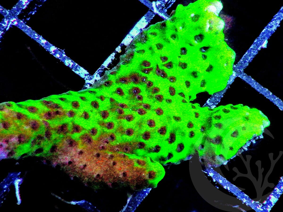 Anacropora