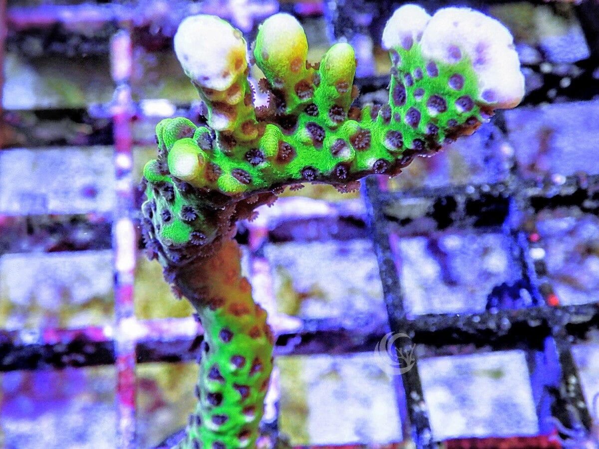Anacropora