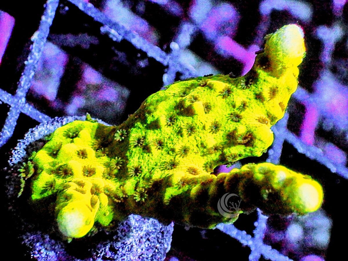 Anacropora