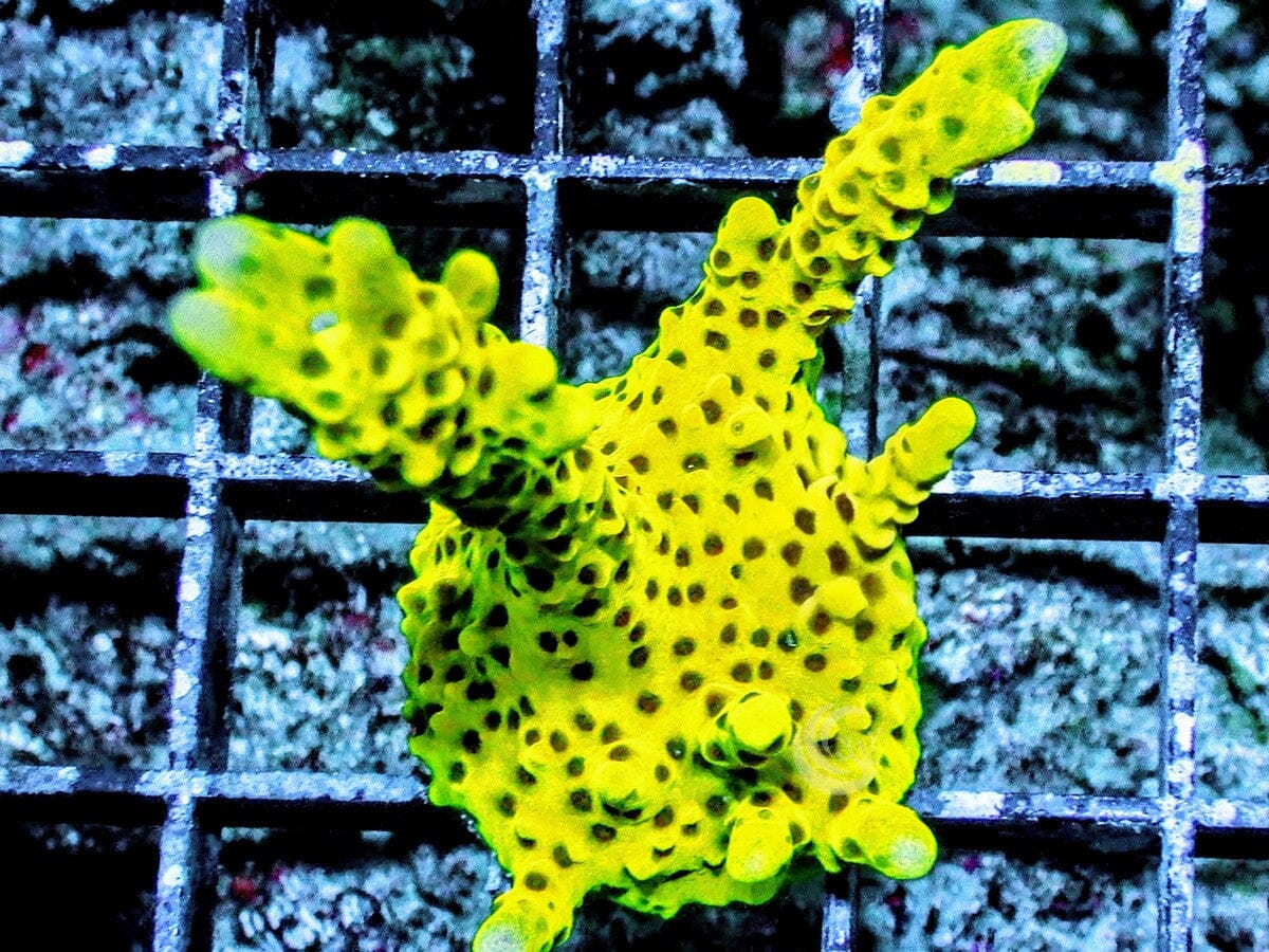 Anacropora