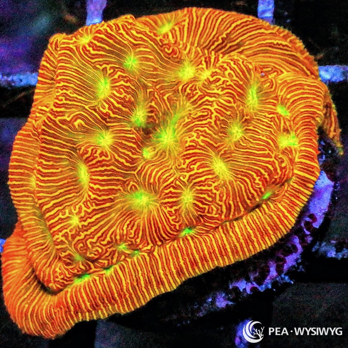 Neon Leptoseris Coral Frag