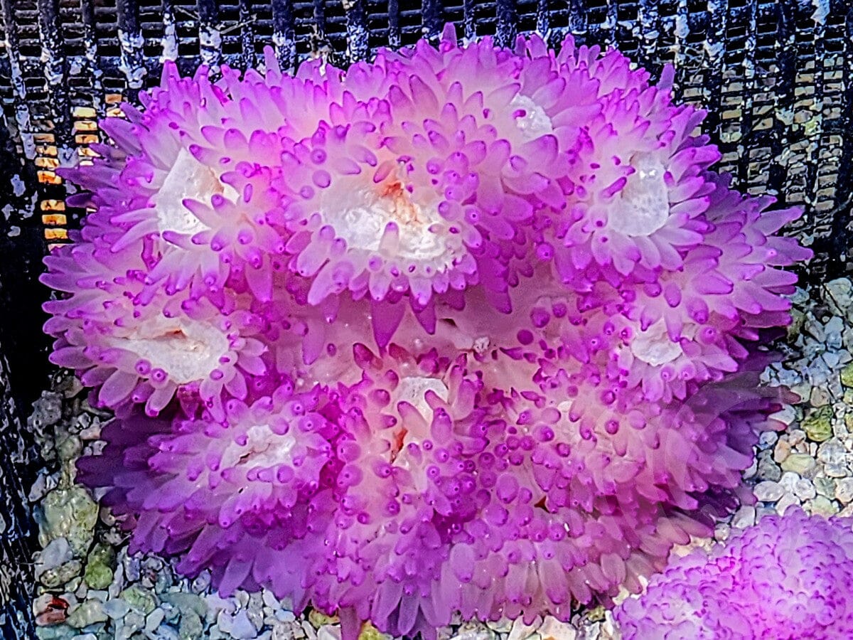 Neon Magenta Heteractis crispa Anemone