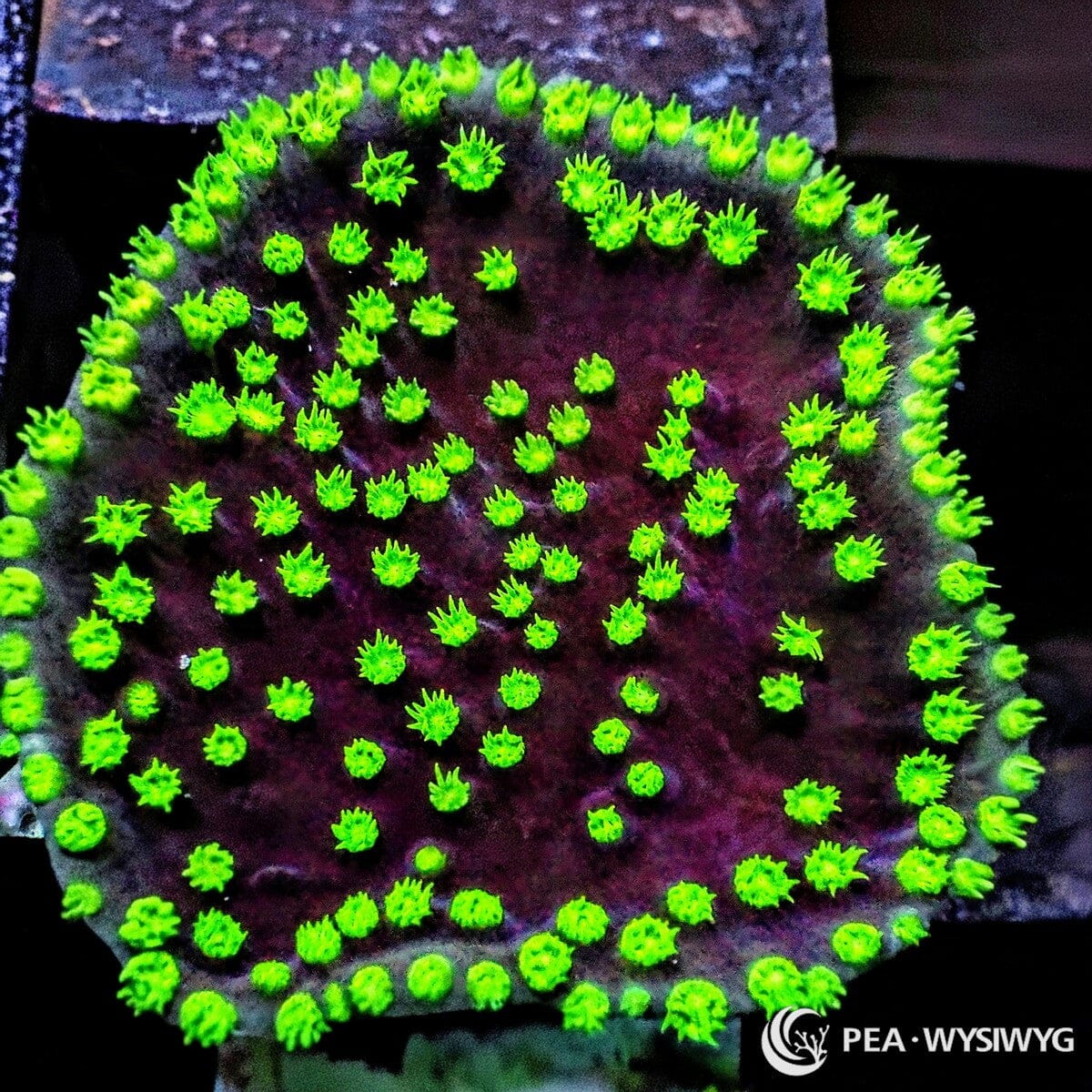 Neon Polyp Scrolling Turbinaria Coral Frag