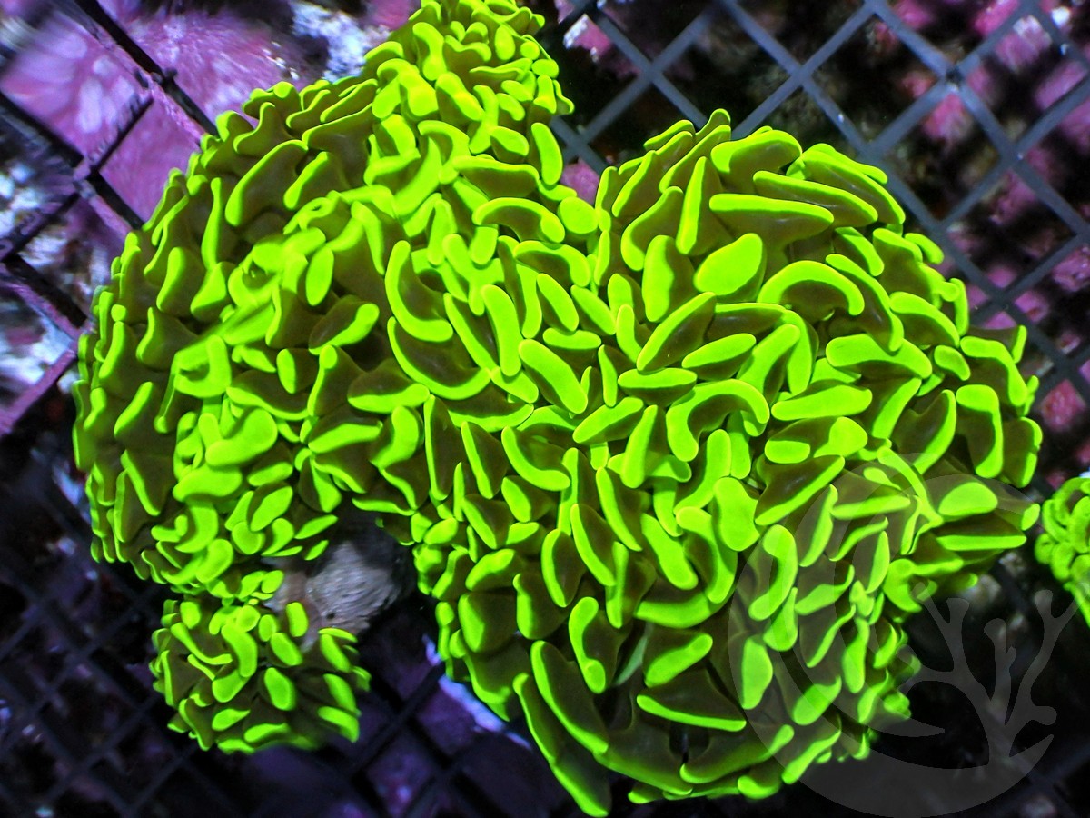Neon Wall Hammer - WYSIWYG