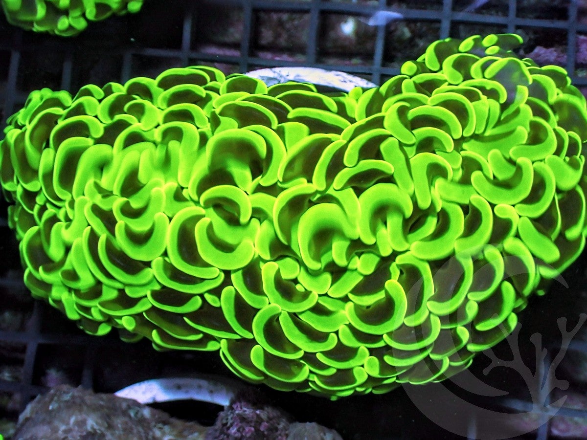 Neon Wall Hammer - WYSIWYG