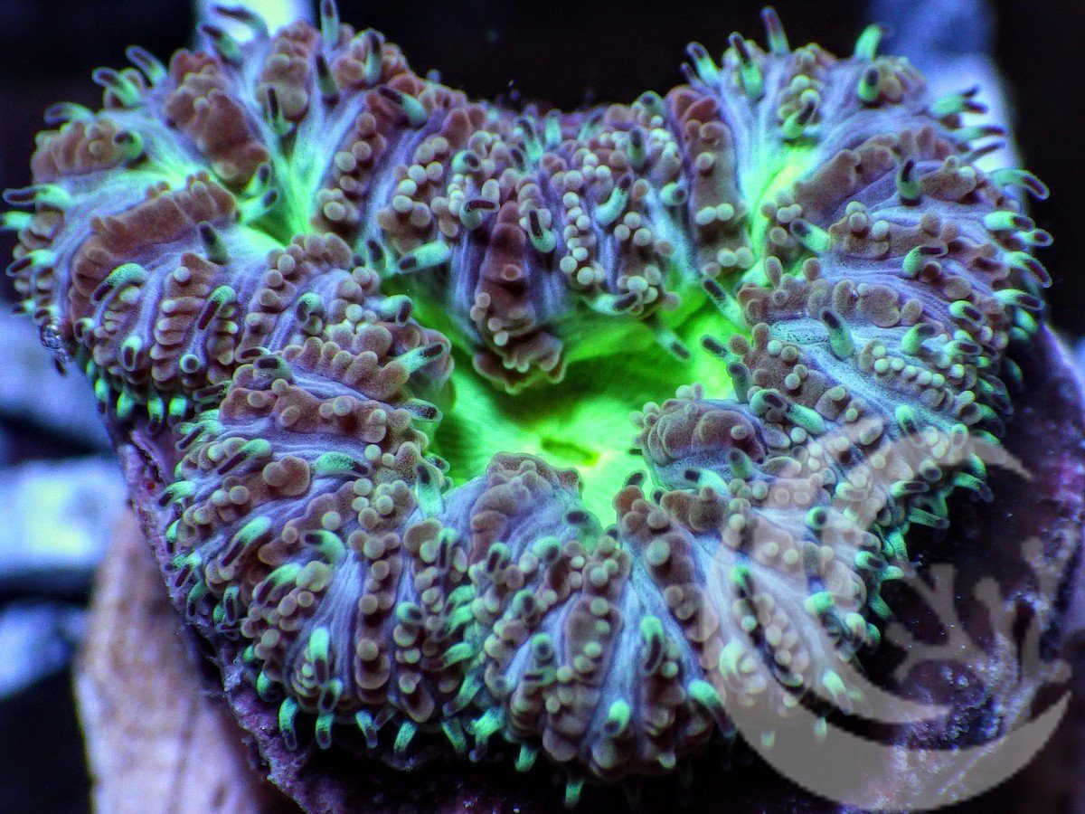 Blastomussa wellsi