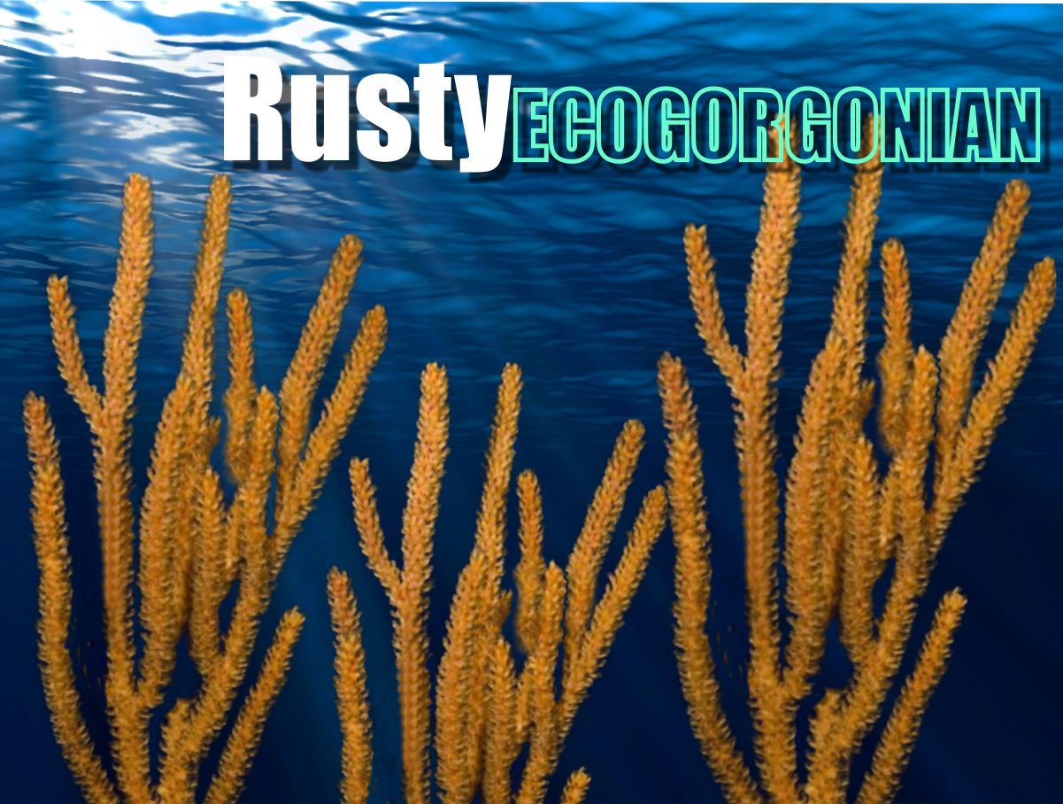 Rusty Orange Photosynthetic Gorgonian Muricea elongata