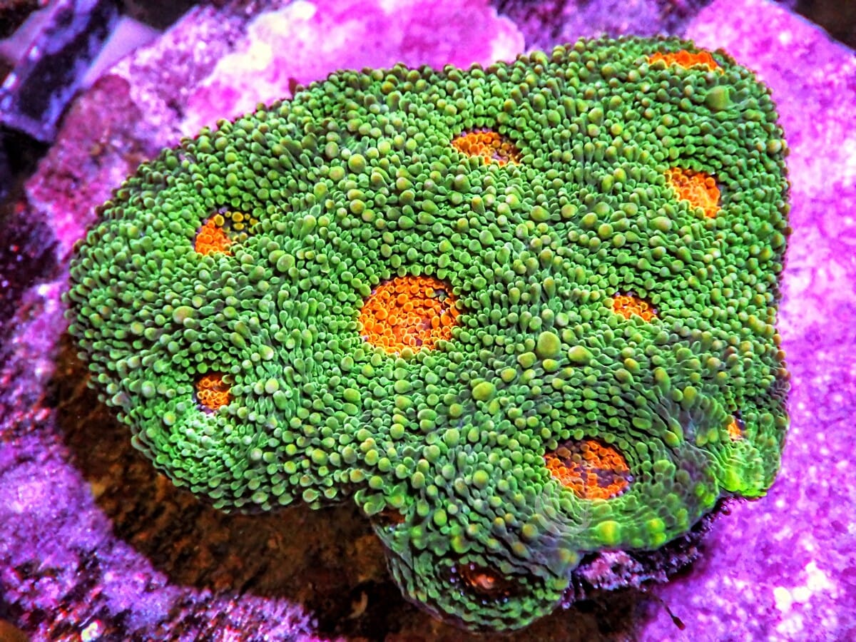 Acanthastrea echinata