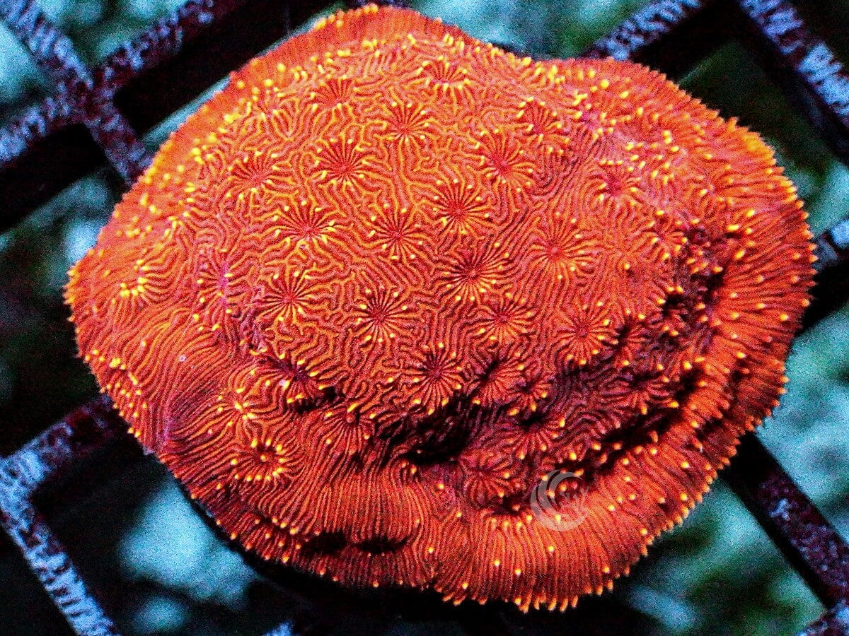 Pavona cactus