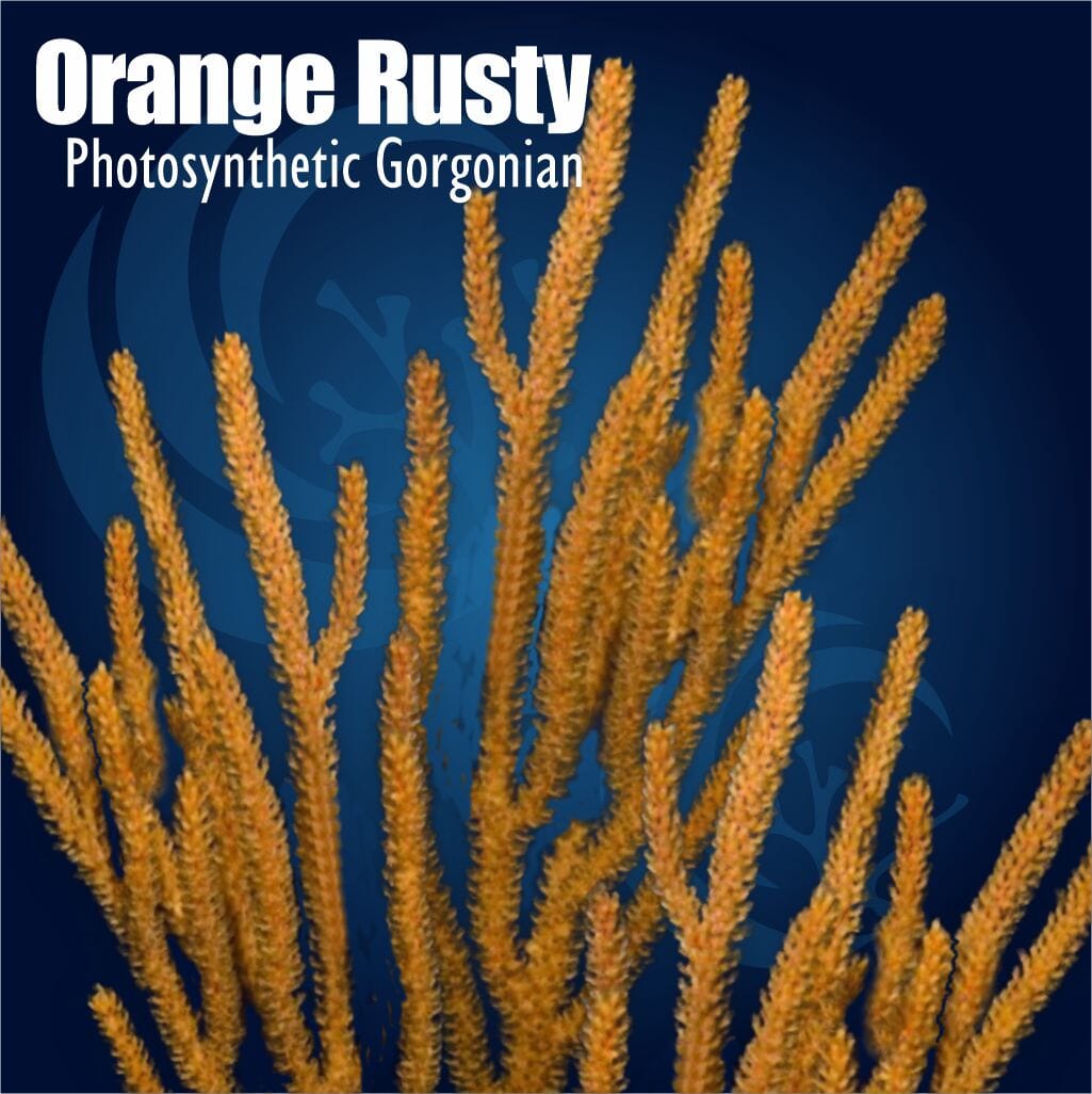 Orange Rusty Photosynthetic Gorgonian Soft Coral