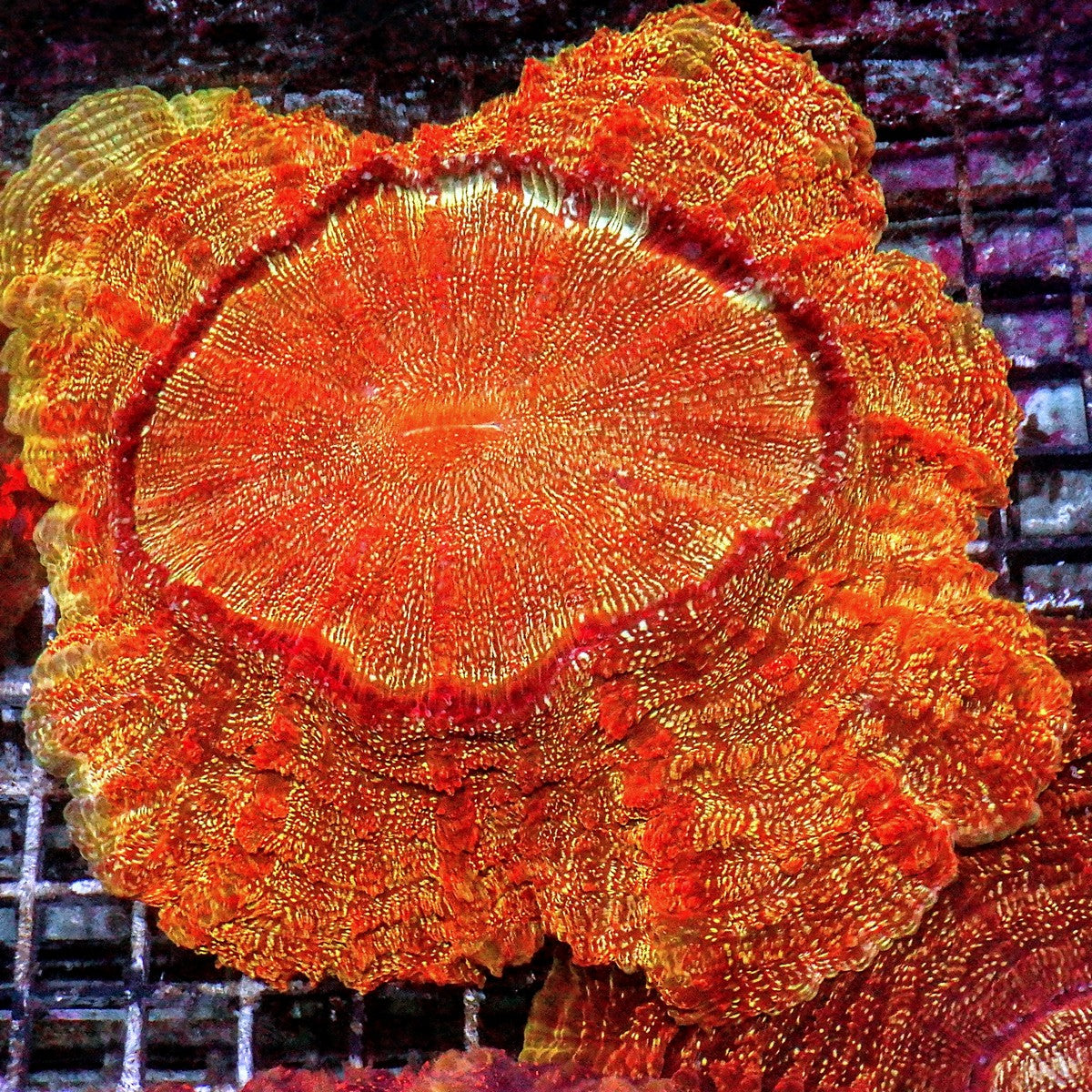Orange Sparkler Acanthophyllia Colony