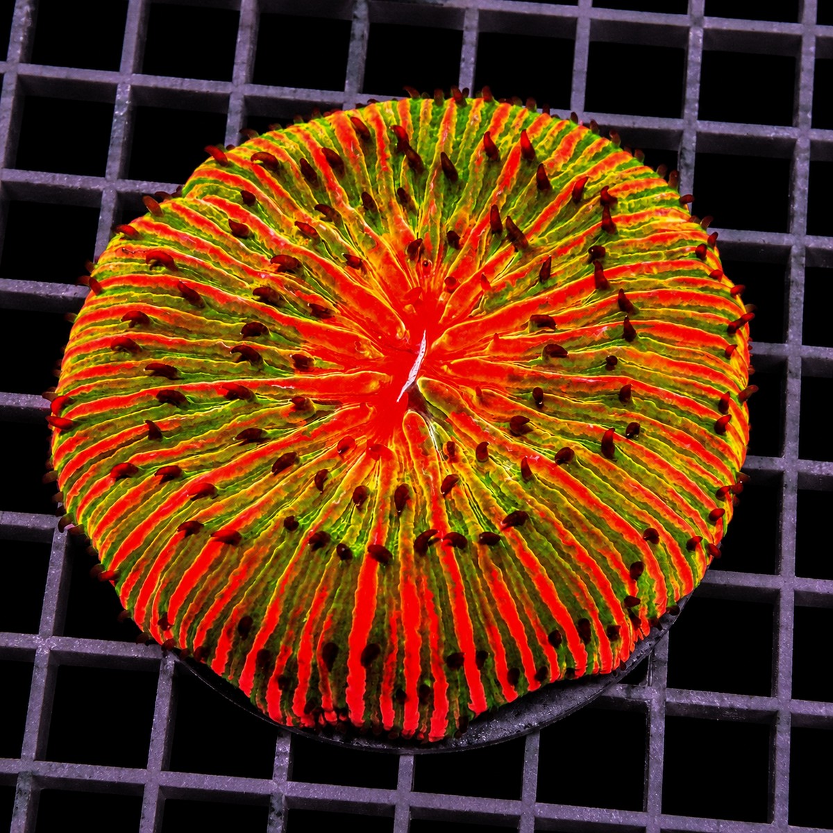 Orange Volcano Fungia Plate Coral