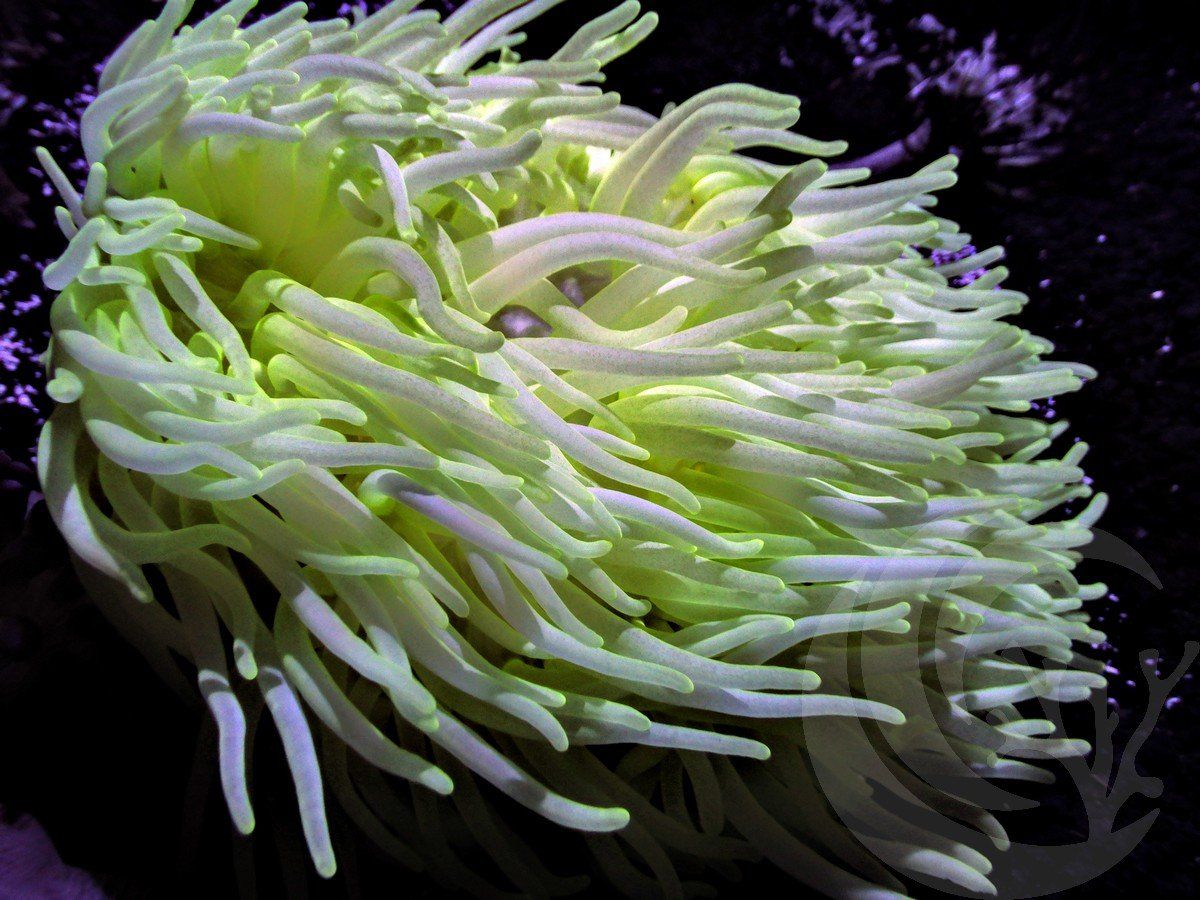 Pastel Lemon-Lime Long Tentacle Anemone