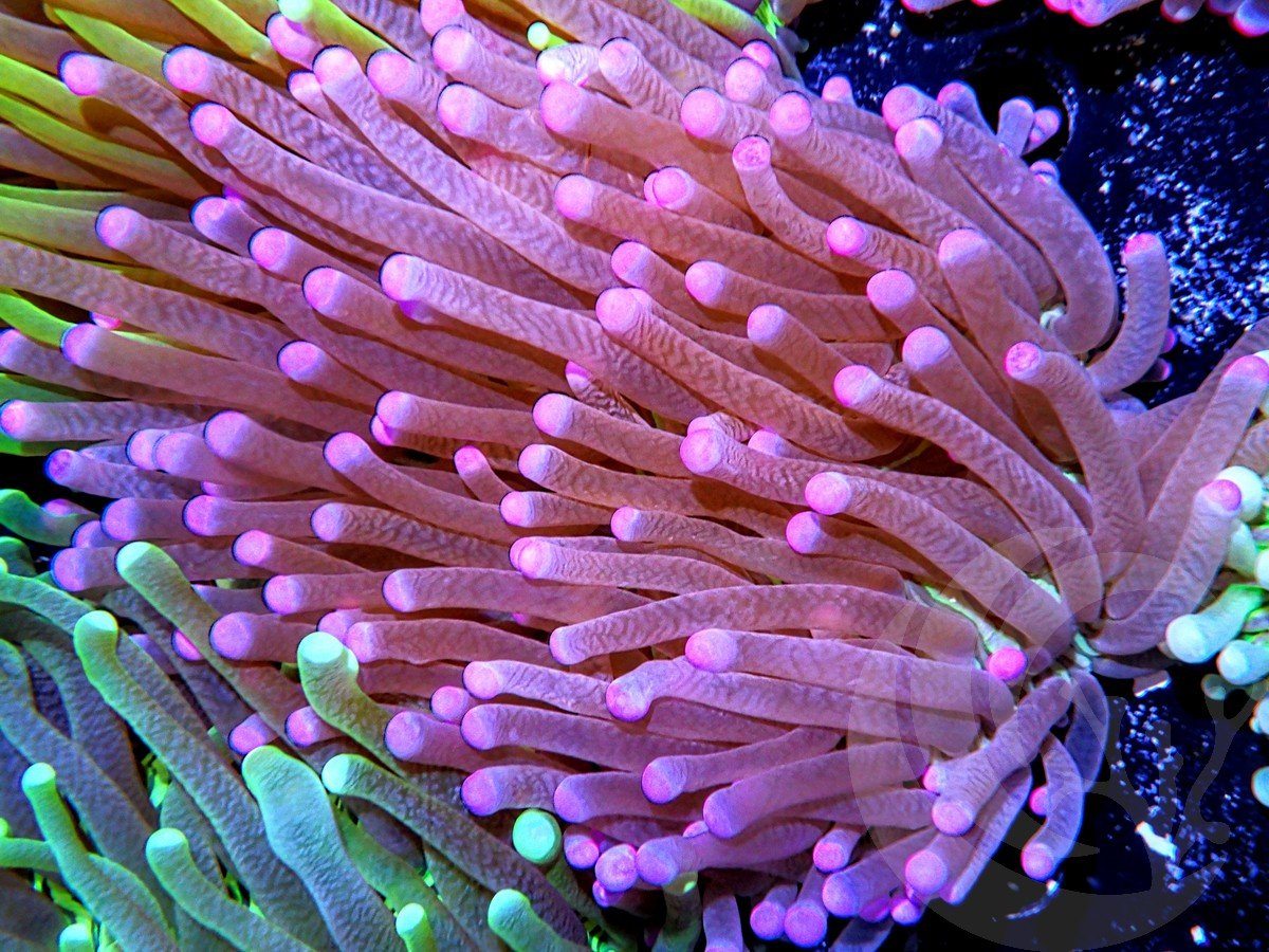 Heliofungia actiniformis