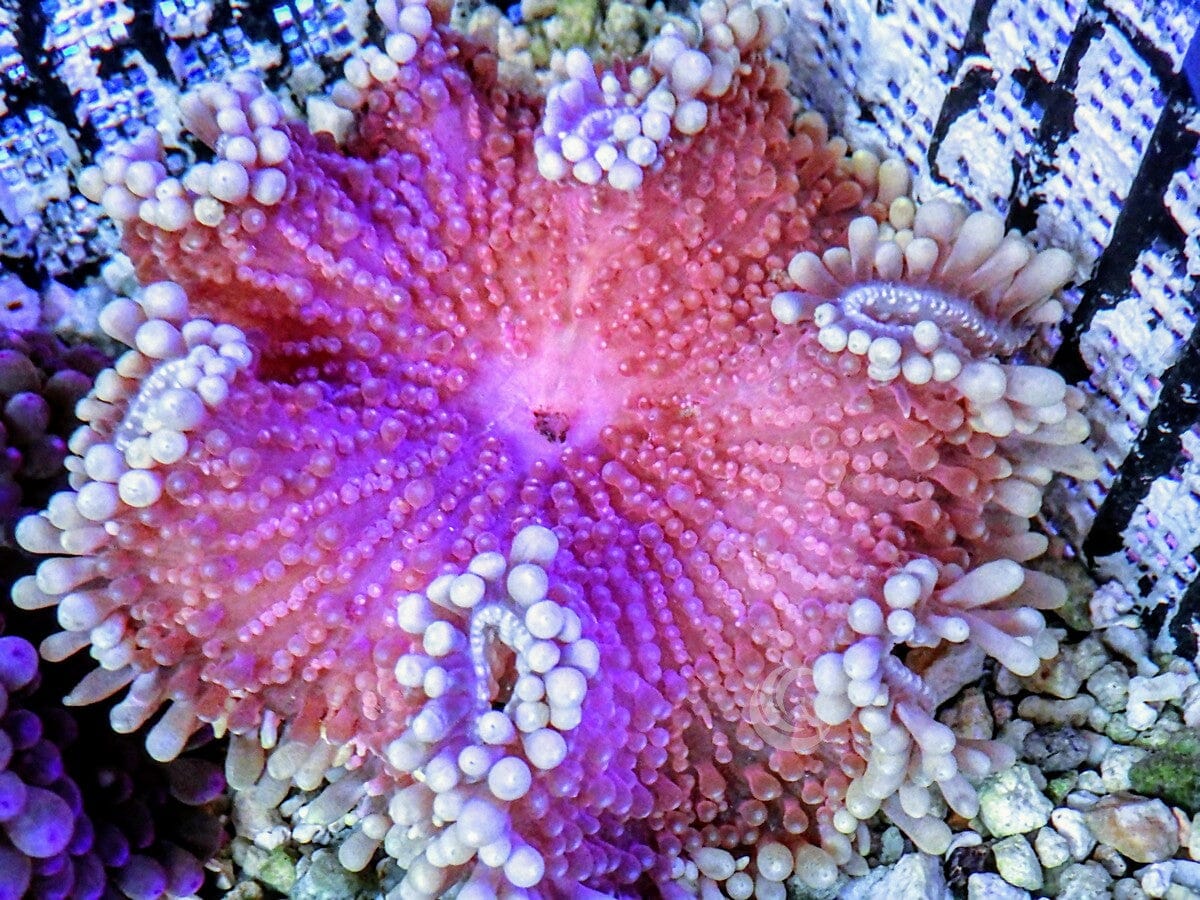 Pink Heteractis crispa Anemone