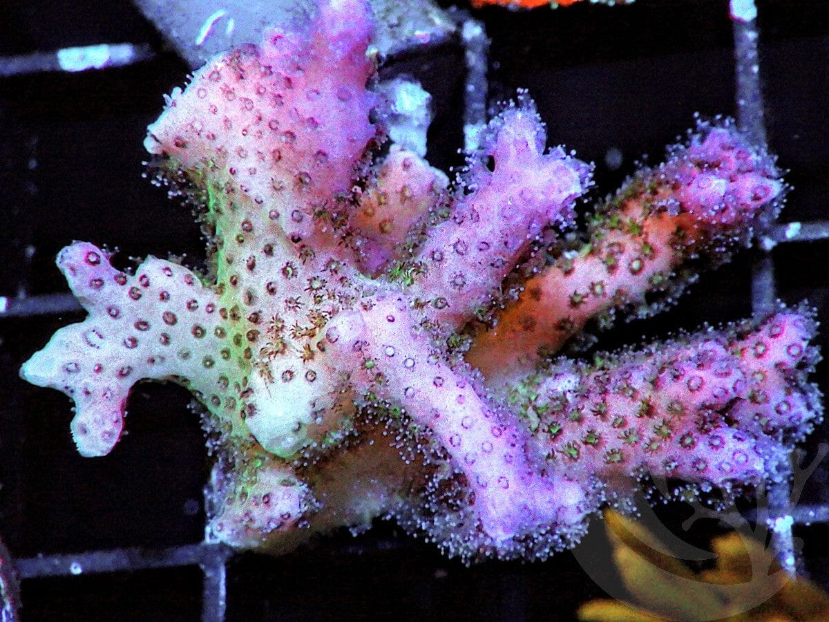 Pocillopora